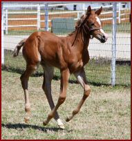 8544SweetiMarch172014Filly.jpg
